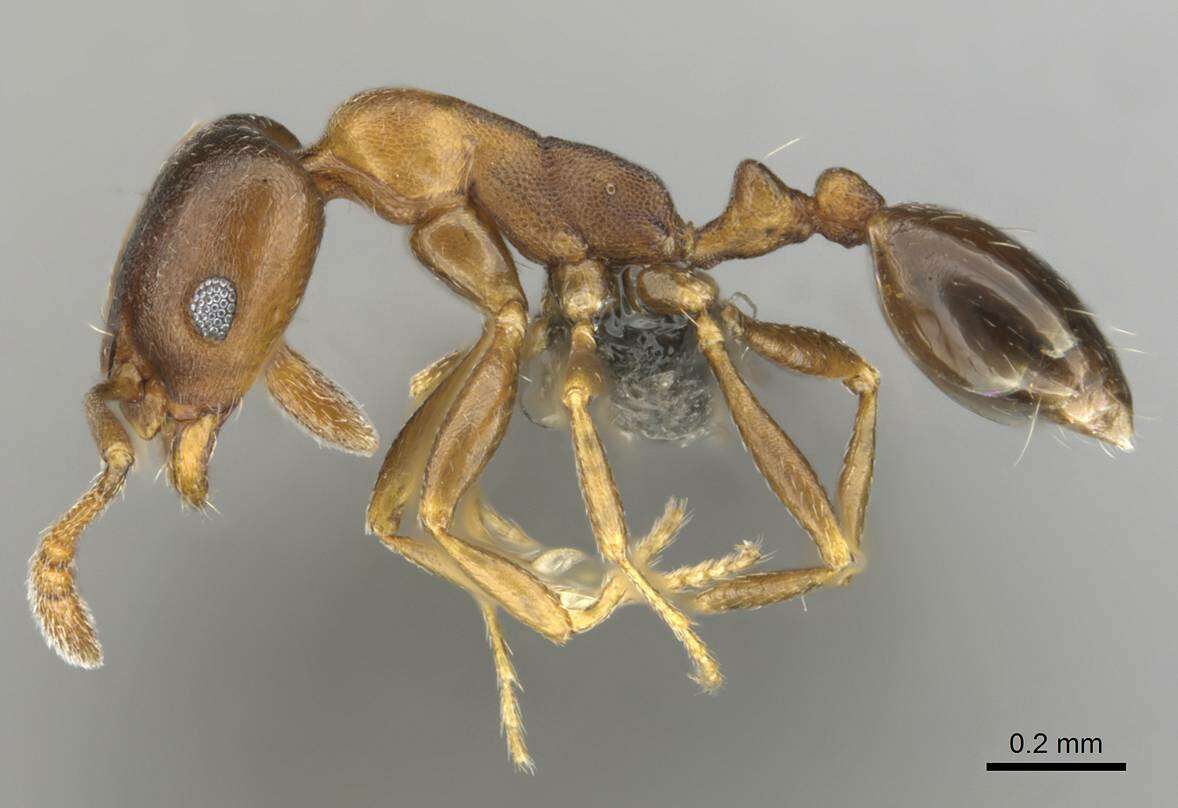 Monomorium anceps Emery 1895的圖片