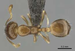 Image of Monomorium torvicte Bolton 1987