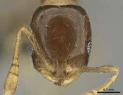 Image of Monomorium torvicte Bolton 1987