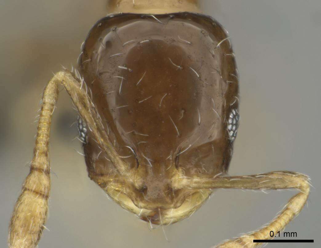 Image of Monomorium torvicte Bolton 1987