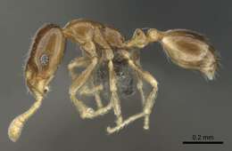 Image of Monomorium torvicte Bolton 1987