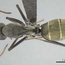 Imagem de Camponotus cosmicus (Smith 1858)