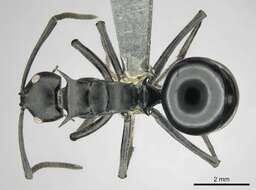 Image de Polyrhachis