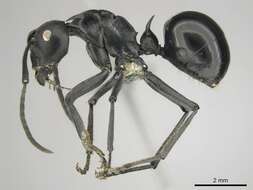 صورة Polyrhachis