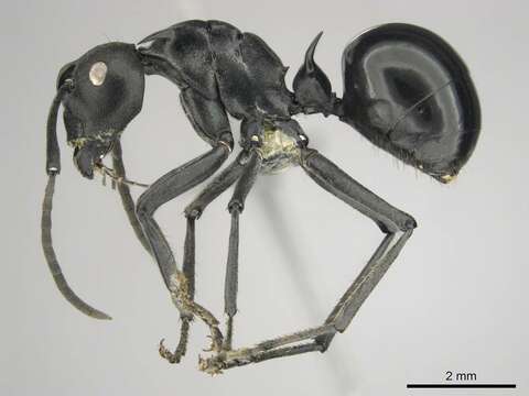 Image of Spiny Ants