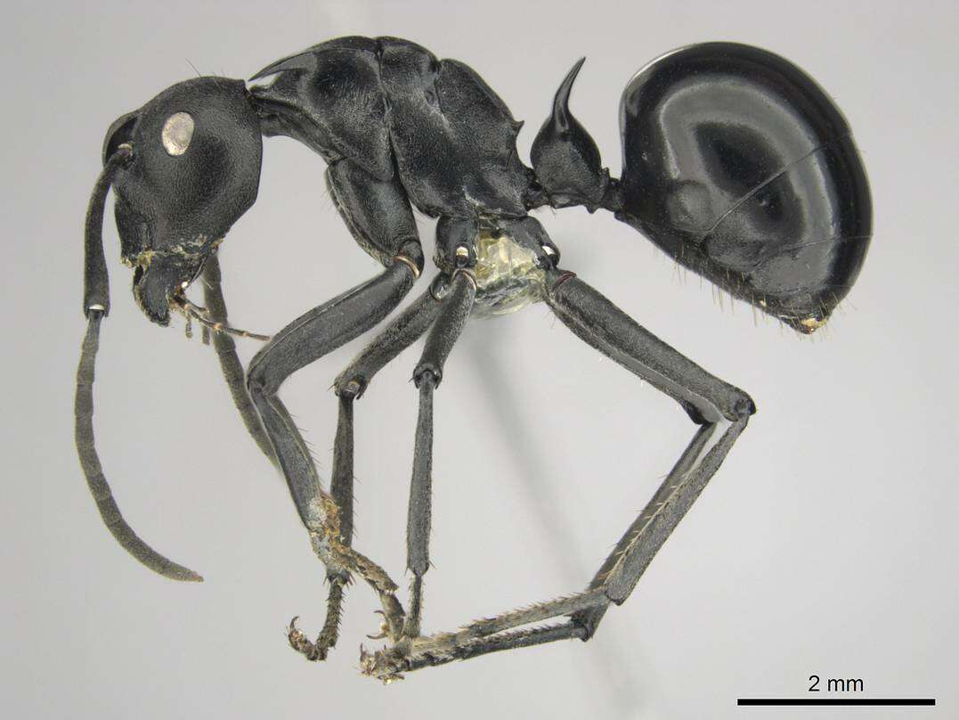 Image de Polyrhachis