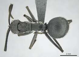 Image de Polyrhachis