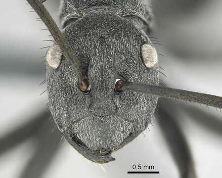 Image of Spiny Ants
