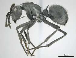 Image de Polyrhachis