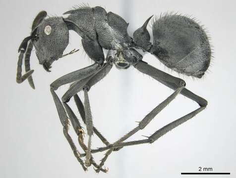 Image of Spiny Ants