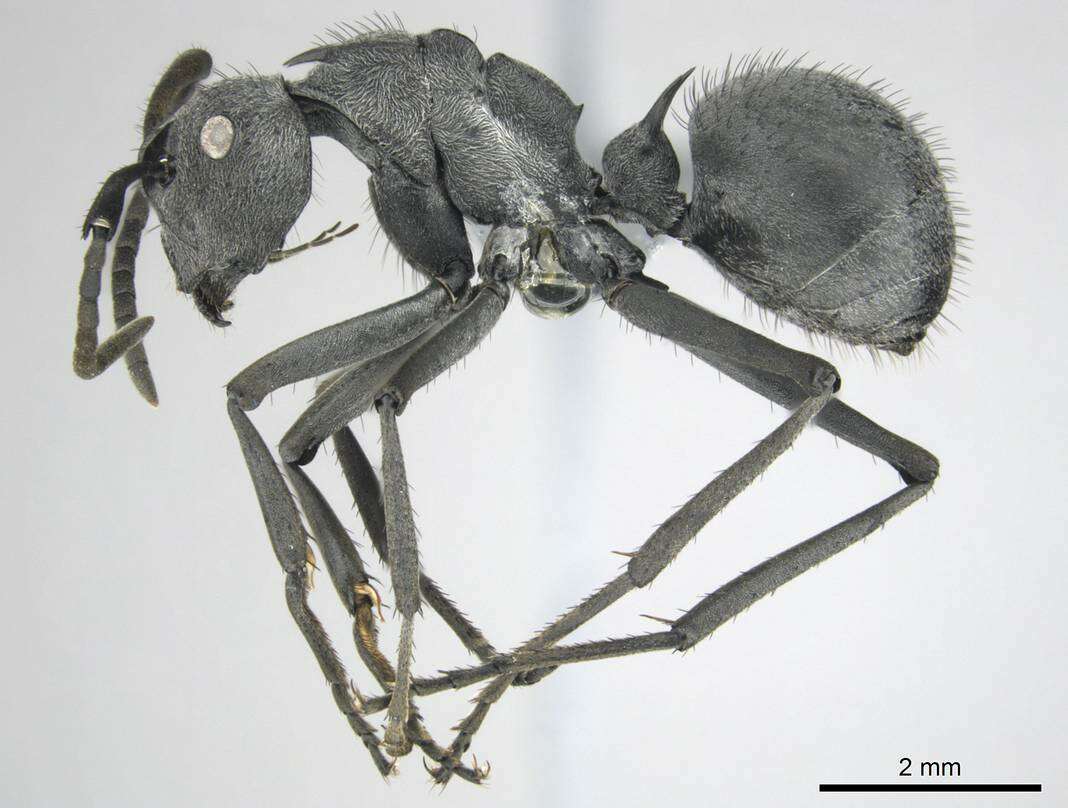 صورة Polyrhachis