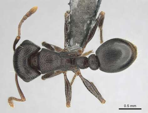 Image of Tetramorium signatum Emery 1895