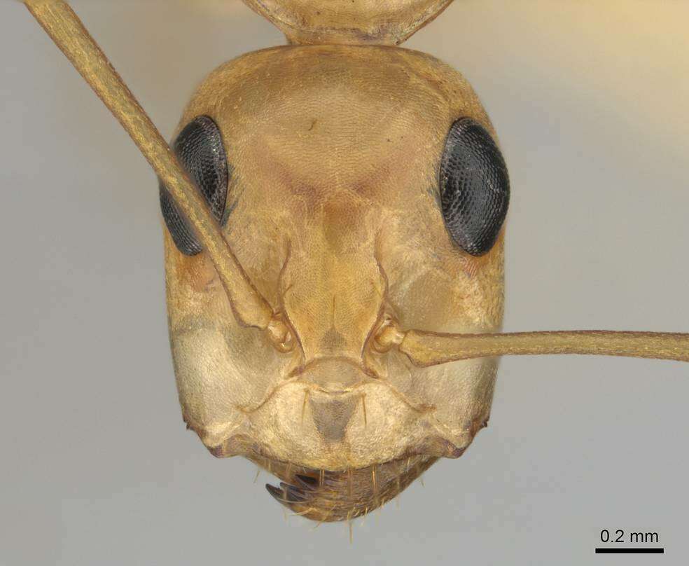 Image of Camponotus cuneiscapus Forel 1910