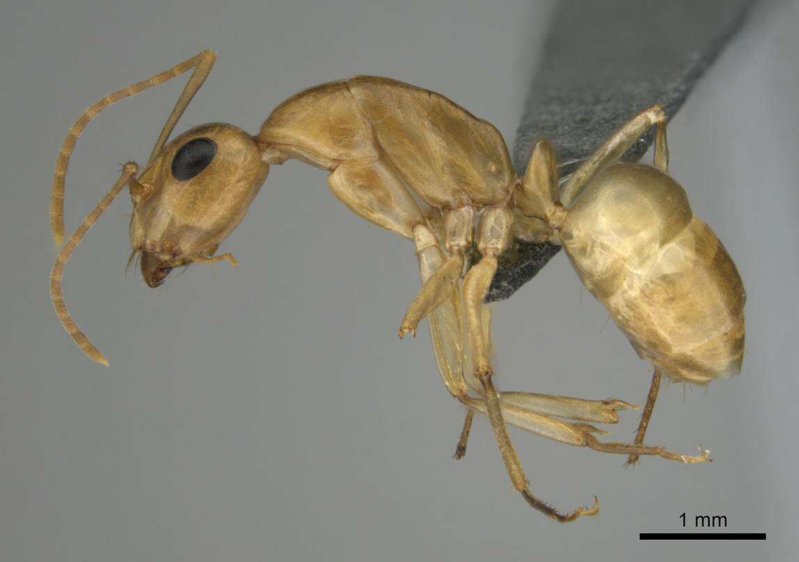 Image of Camponotus cuneiscapus Forel 1910