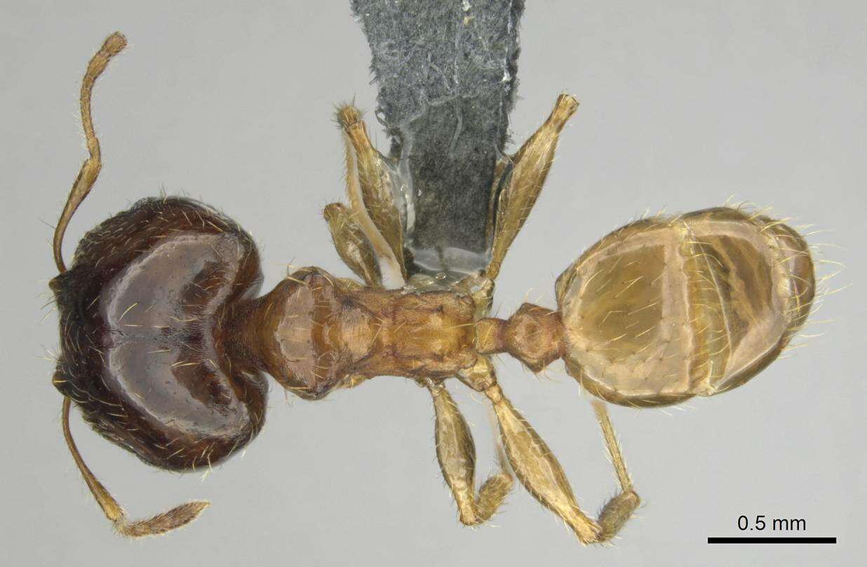 Image of Pheidole