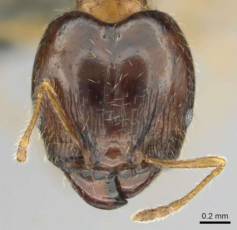 Image of Pheidole