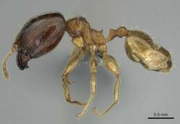 Image of Pheidole