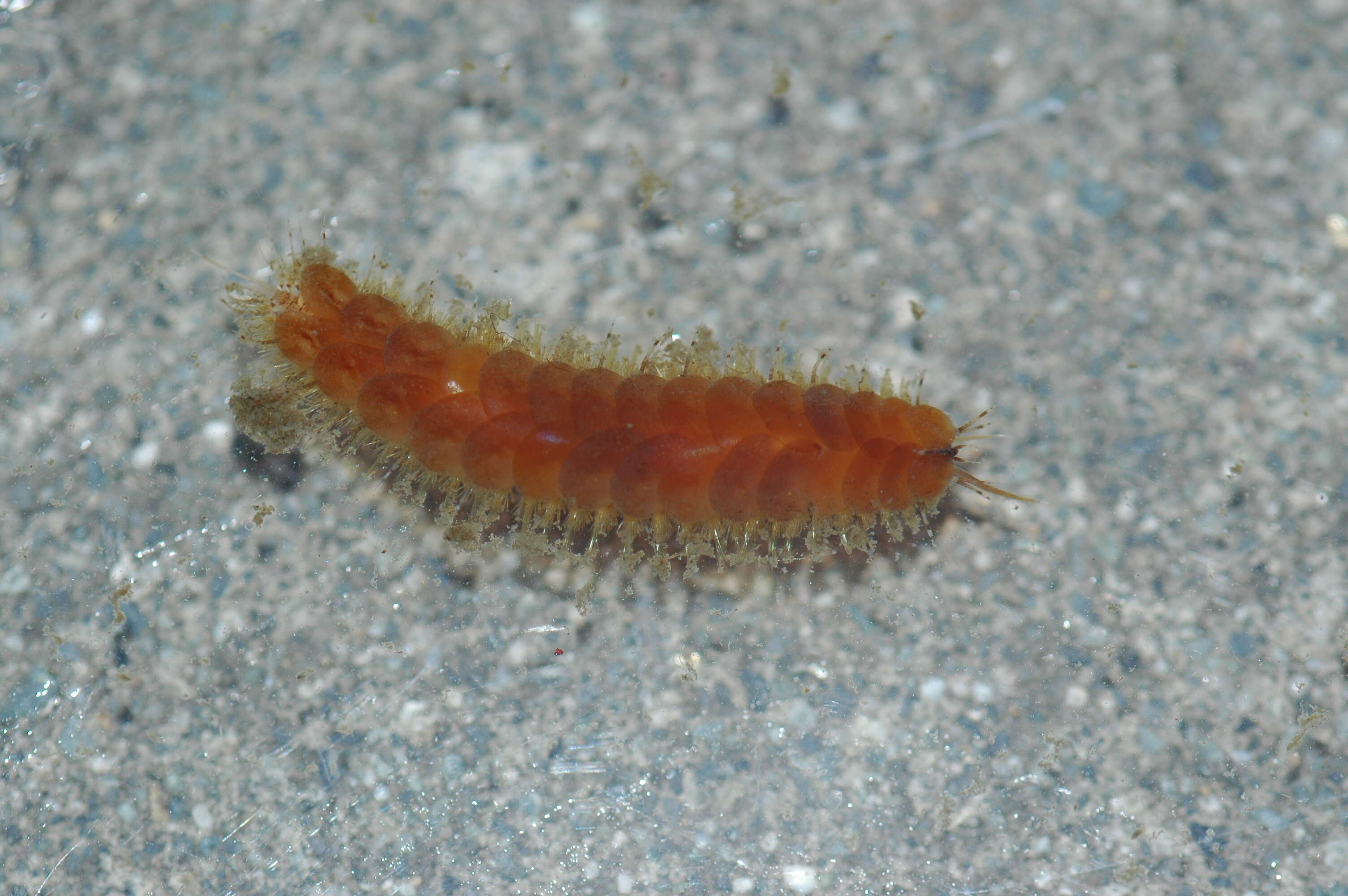 Image of fifteen-scaled worm