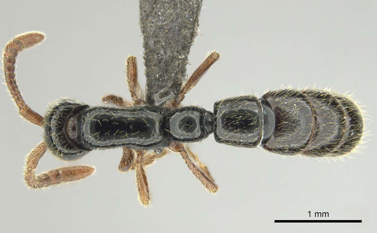 Image de <i>Zasphinctus sarowiwai</i>