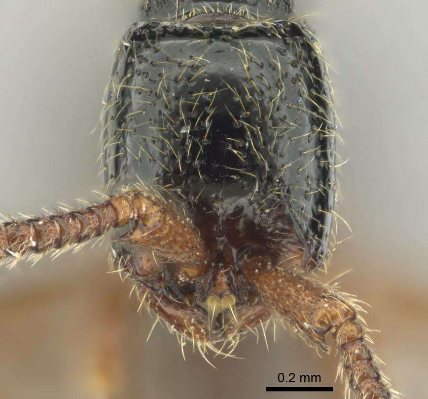 Image de <i>Zasphinctus sarowiwai</i>