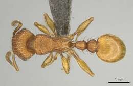 Image of Tetramorium notiale Bolton 1980