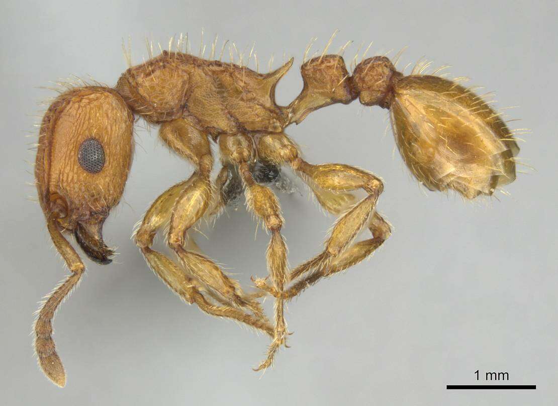 Image of Tetramorium notiale Bolton 1980