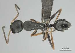 Слика од Camponotus aequitas Santschi 1920