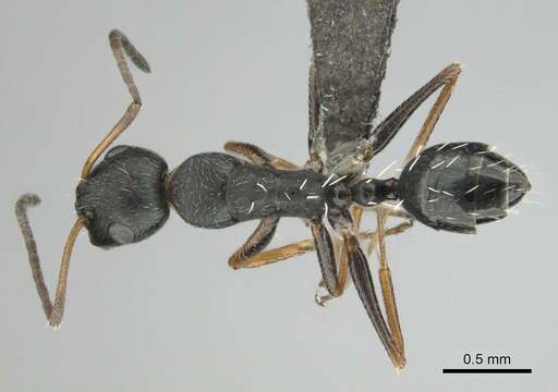 Image of Camponotus aequitas Santschi 1920