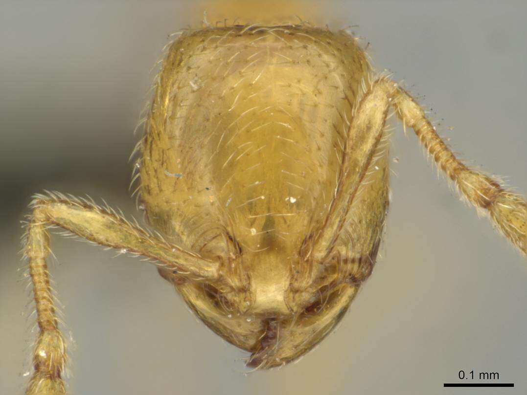 Image of <i>Carebara perpusilla</i>