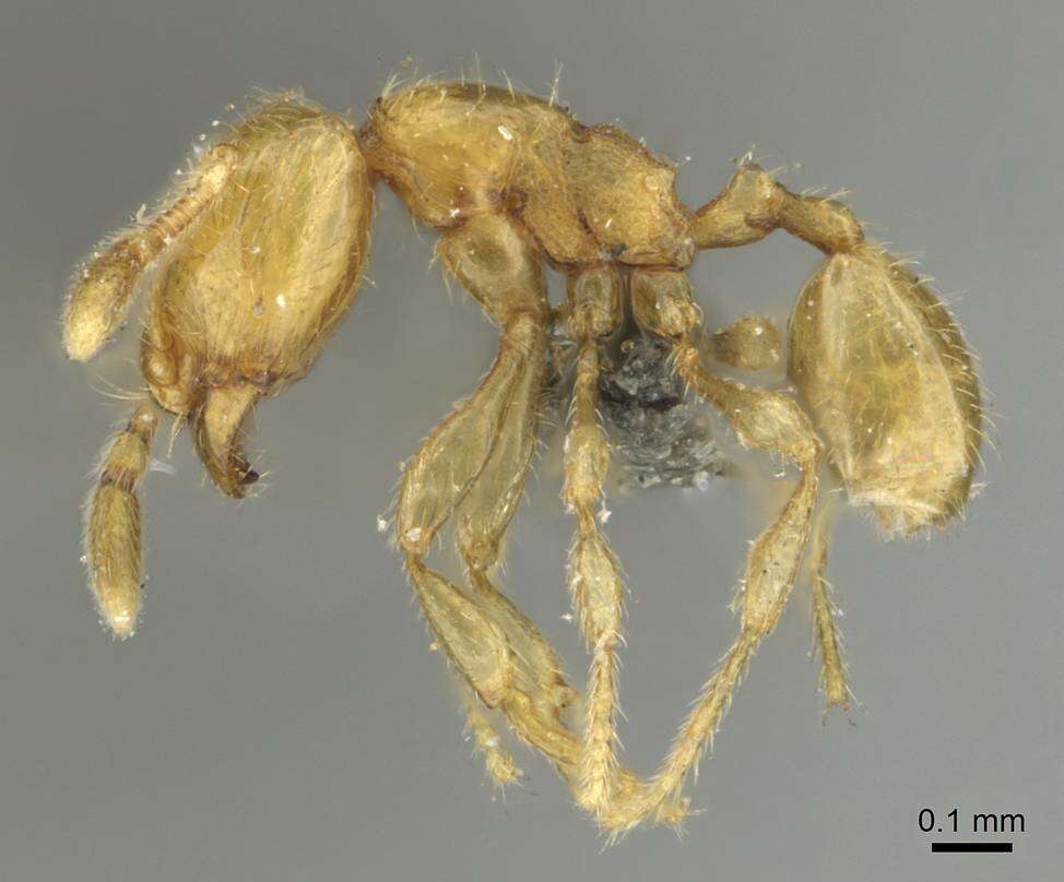 Image of <i>Carebara perpusilla</i>