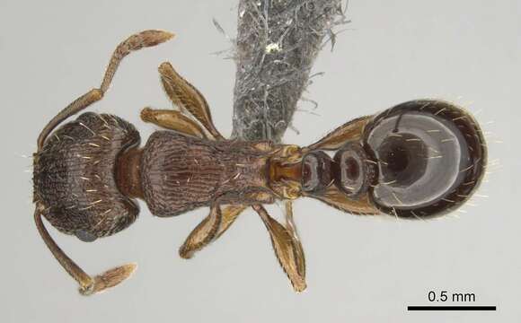 Image of Tetramorium frigidum Arnold 1926