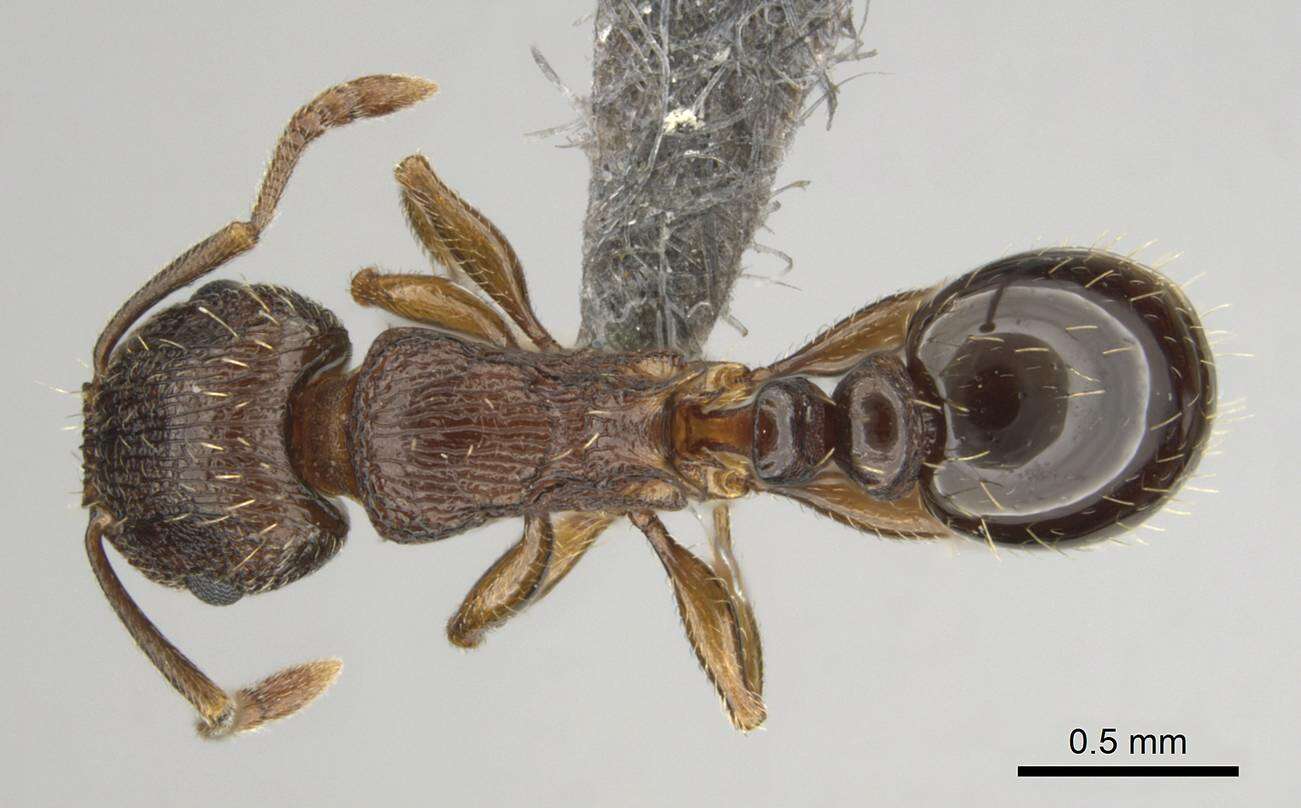 صورة Tetramorium frigidum Arnold 1926