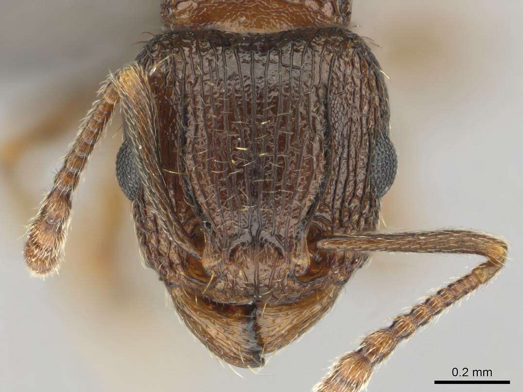 صورة Tetramorium frigidum Arnold 1926