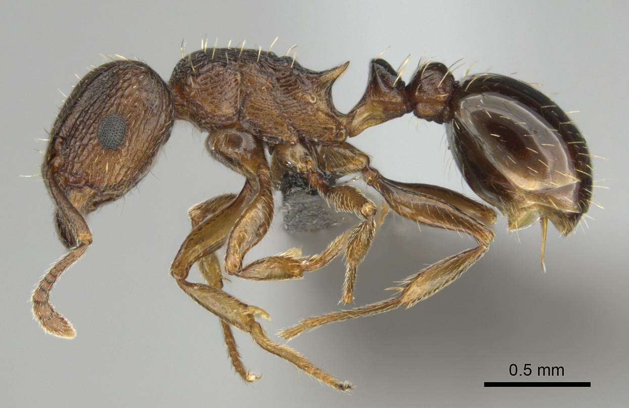 صورة Tetramorium frigidum Arnold 1926