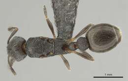 Image of Ant