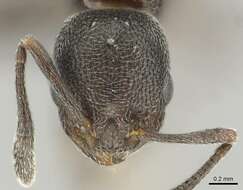 Image of Ant