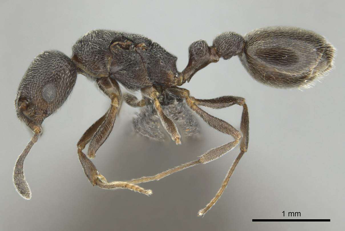 Image of Ant