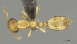 Слика од Monomorium mictilis