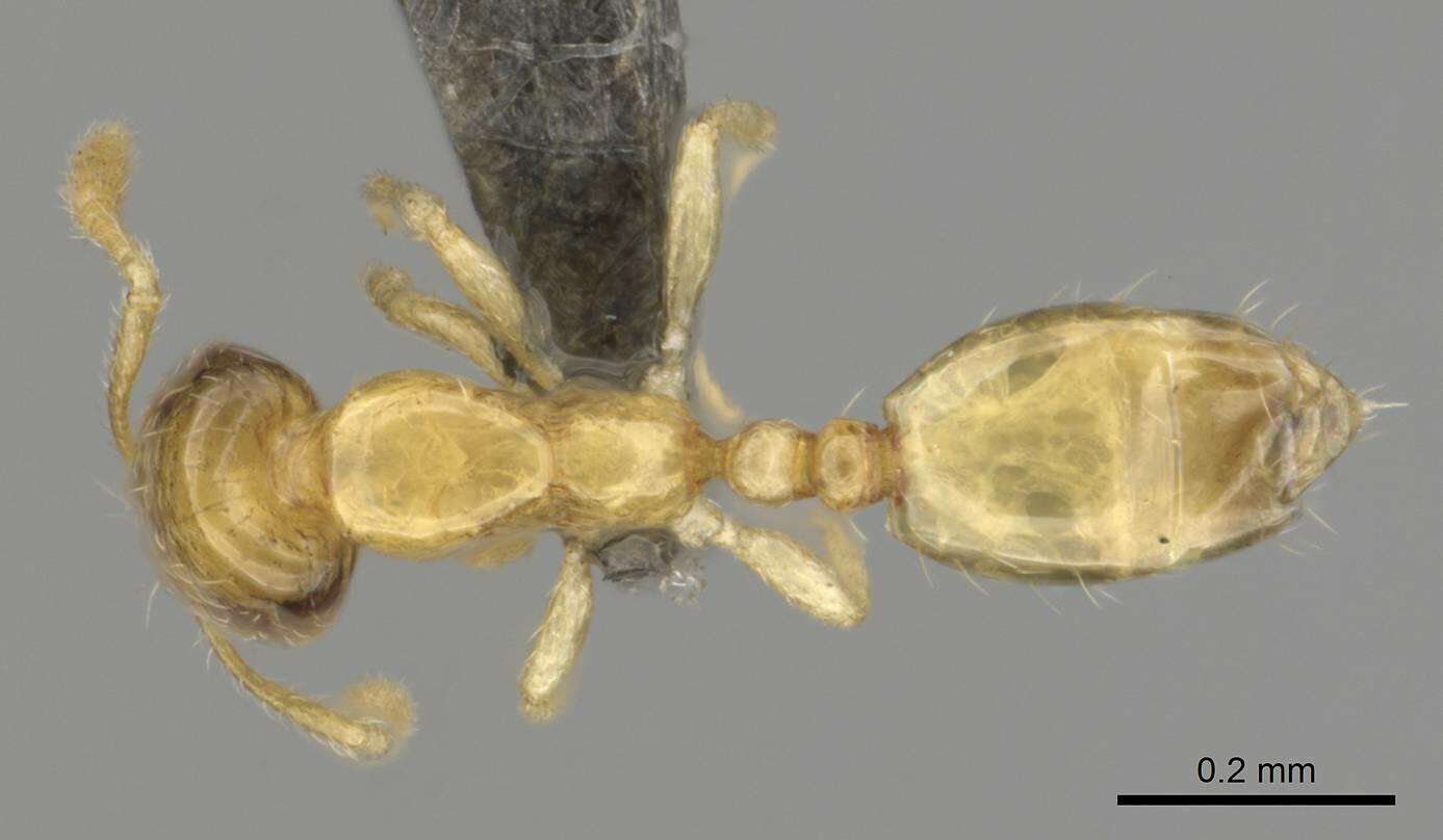 Слика од Monomorium mictilis