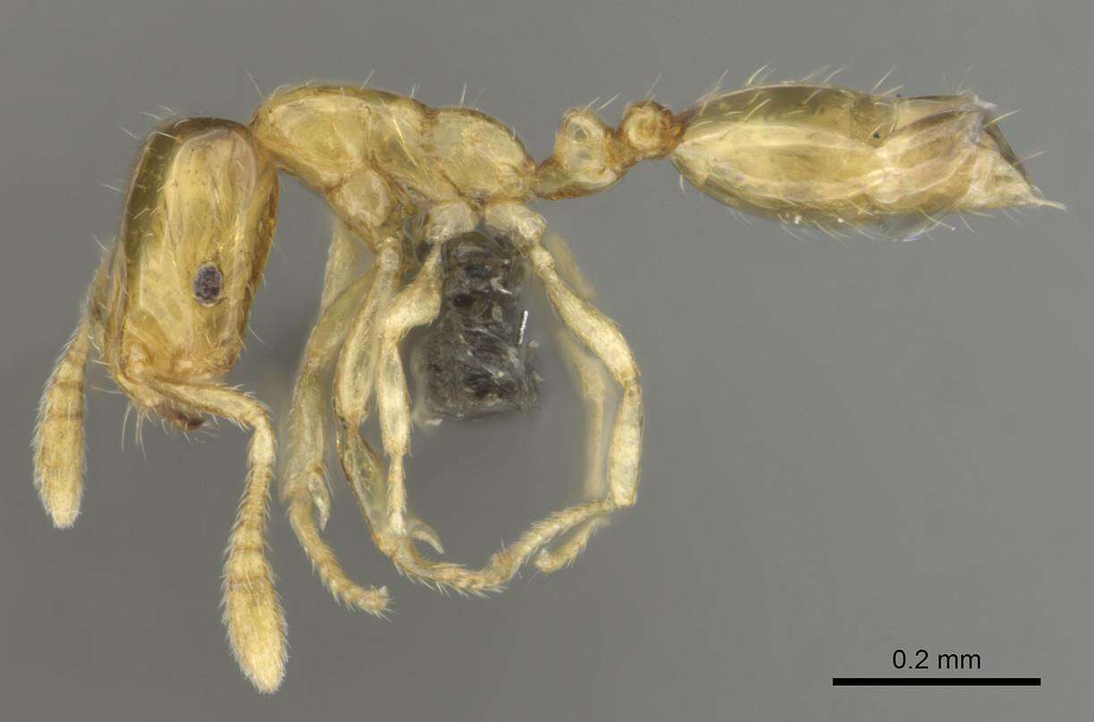 Слика од Monomorium mictilis