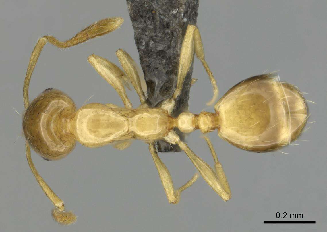 Image of Monomorium termitobium Forel 1892