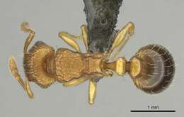Image of Tetramorium flaviceps Arnold 1960