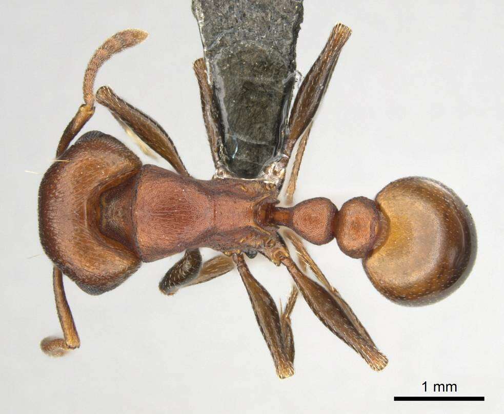 Image of Tetramorium rufescens (Stitz 1923)