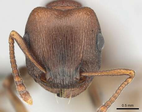 Image of Tetramorium rufescens (Stitz 1923)