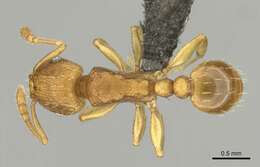 Image of Ant