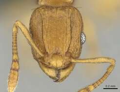 Image of Ant