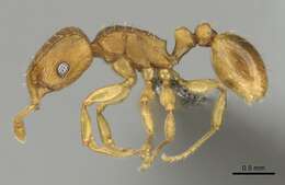 Image of Ant