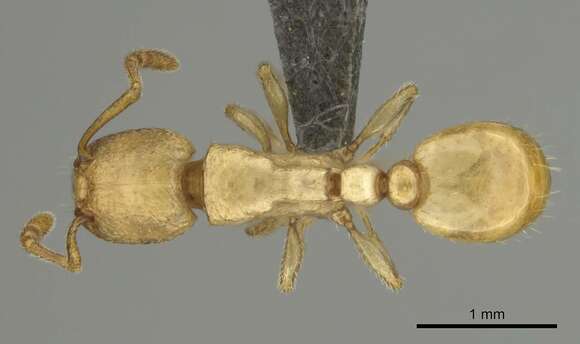 Image of Tetramorium traegaordhi Santschi 1914