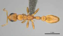 Image of Tetraponera ambigua (Emery 1895)