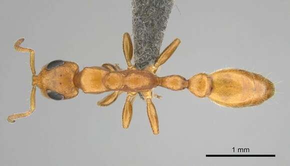 Image of Tetraponera ambigua (Emery 1895)